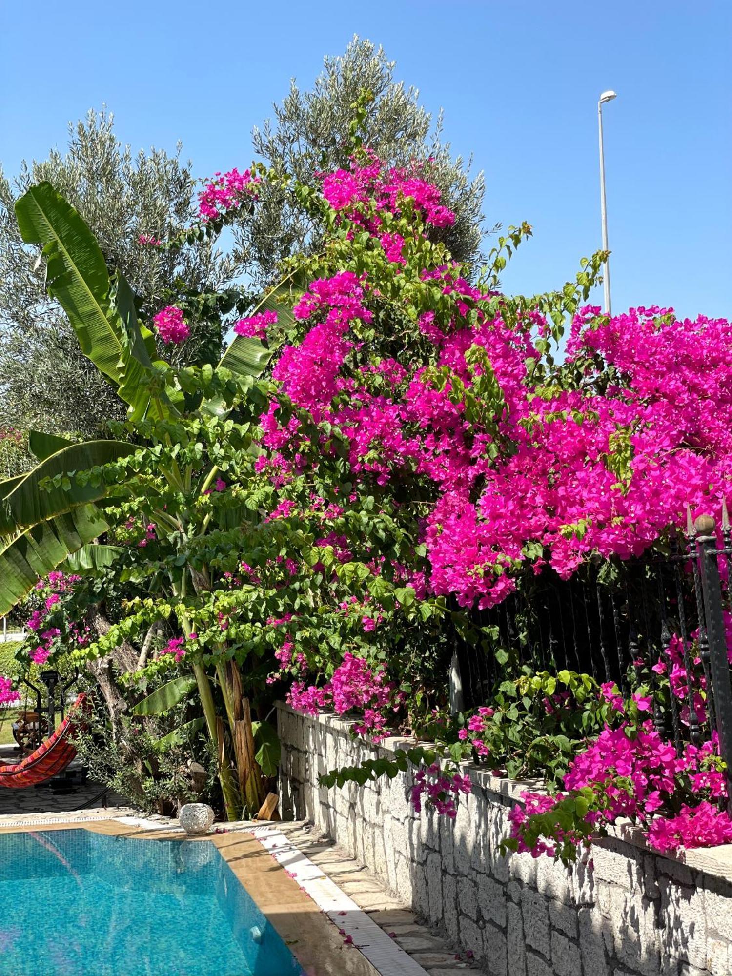 Ata Boutique Hotel Çeşme 외부 사진
